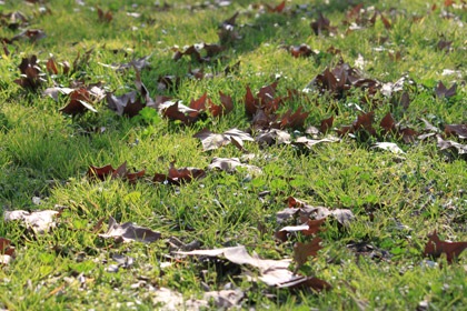 passidiprimavera0308201302