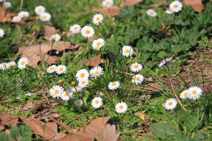 passidiprimavera0308201304