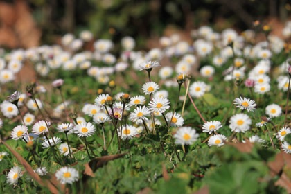 passidiprimavera0308201305