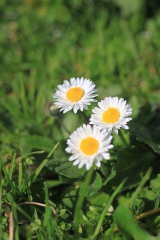 passidiprimavera0308201306