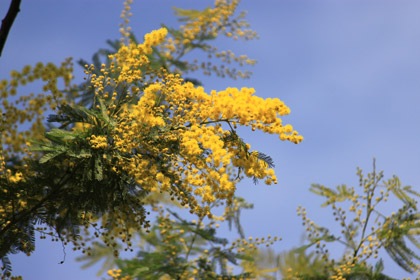 passidiprimavera0308201308