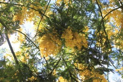 03142012mimosa05