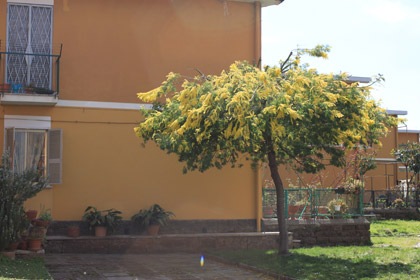 03142012mimosa08
